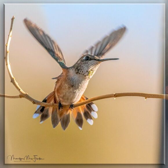 Who doesn't love Hummies?! - Picture 15 of 16